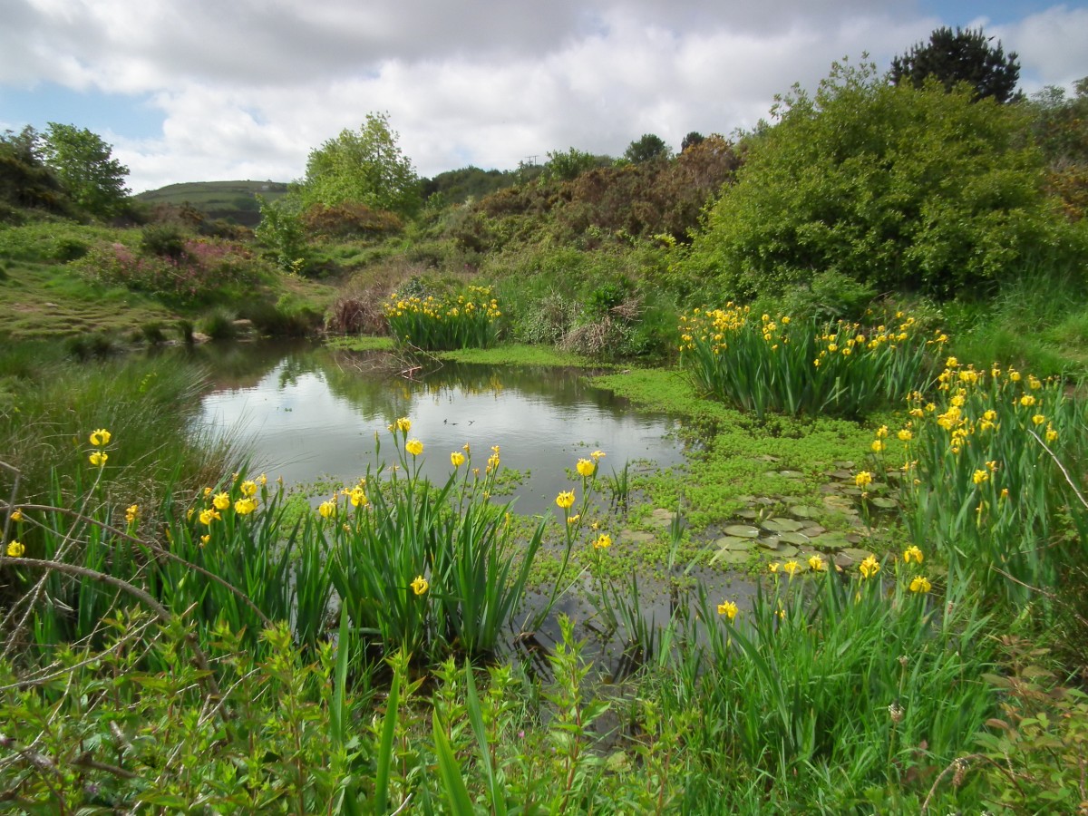 Tuckingmill Pond Photo courtesy of Jacquie Wilkes Photography